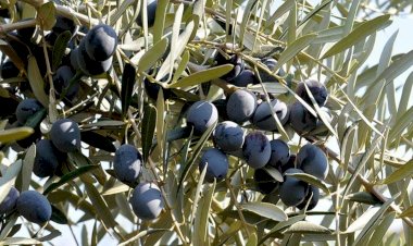 Üreticiden zeytin ve zeytinyağı almak isteyenler için
