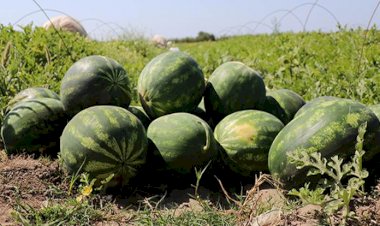 İran karpuzu İran karpuzuna yüzde 300 vergi zammı