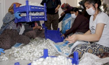 Ödemiş’in ipekböcekçiliği projesinde hasat zamanı