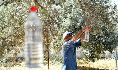 Tire’de Zeytin Sineğine Karşı Toplu Mücadele Protokolü İmzalandı
