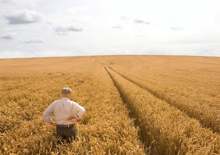 Makarnalık buğdayımızın yüzde 100’ünü Türk çiftçileri üretiyor"