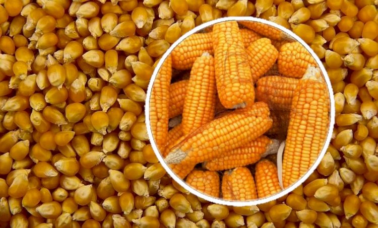 Türkiye’nin mısır ithalatında Ukrayna’nın payı P (analiz)