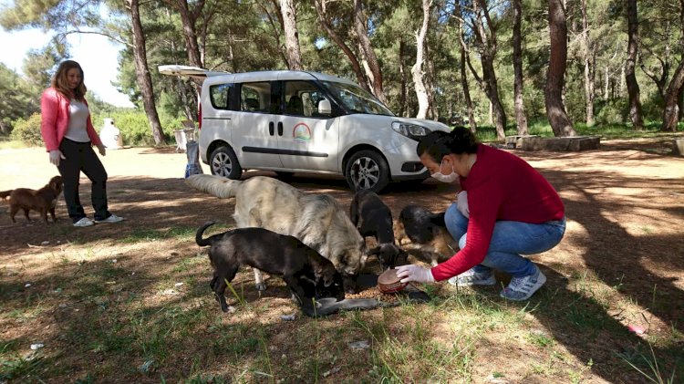 Sokak Hayvanları İzmir İl Tarım ve Orman Müdürlüğü’ne Emanet