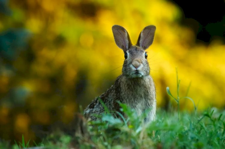 ABD'de yayılmaya başlayan ölümcül bir virüs tüm tavşanları yok edebilir