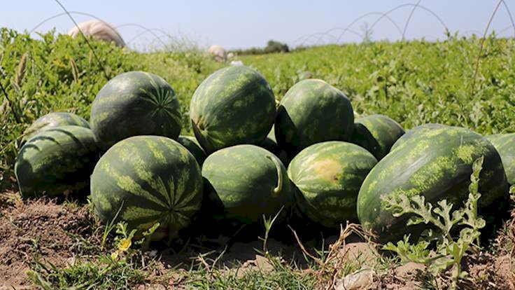 İran karpuzu İran karpuzuna yüzde 300 vergi zammı