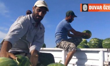 Türkiye'nin en erkenci karpuzu salgına rağmen geliyor: Uykularımız kaçardı