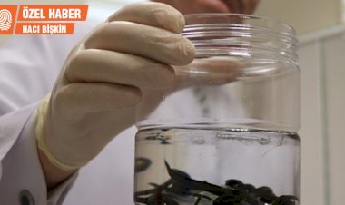 Sülük tedavisi KHK'ye takıldı