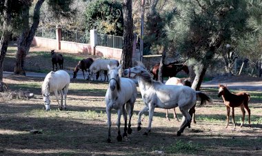 ADALAR’DAKİ ATLAR SAHİPLENDİRİLİYOR