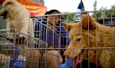 Çin: Yulin Köpek Eti Festivali yasaklansın çağrılarına rağmen kapılarını açtı