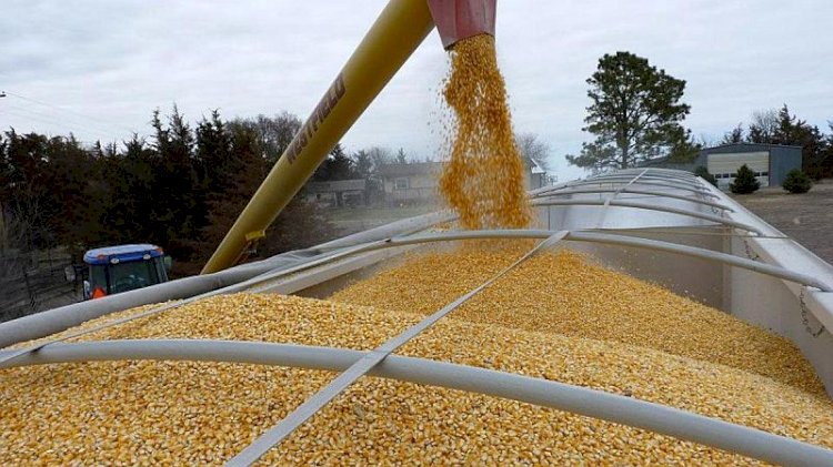 Ukrayna Devlet Rezervi depolarından 800 milyon değerinde tahıl çalındı
