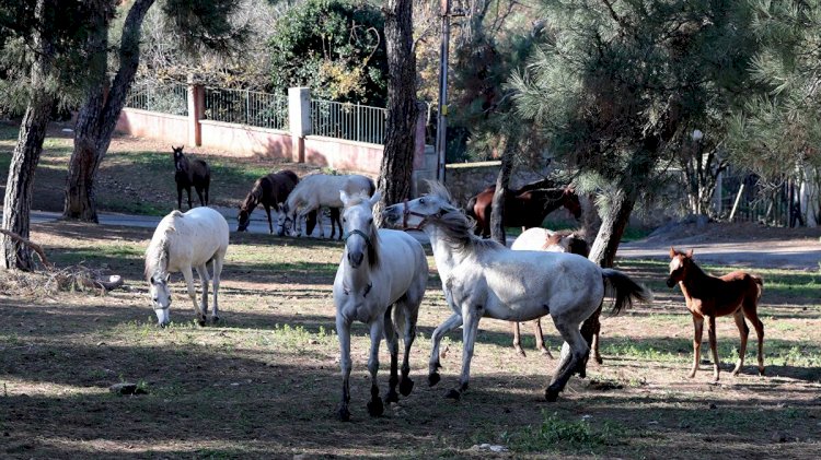ADALAR’DAKİ ATLAR SAHİPLENDİRİLİYOR