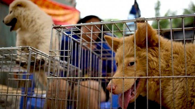 Çin: Yulin Köpek Eti Festivali yasaklansın çağrılarına rağmen kapılarını açtı