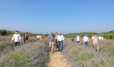 DİDİM’DE SEZONUN İLK LAVANTA HASADI YAPILDI