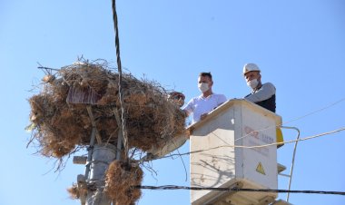 Annelerini kaybeden leylek yavruları için Belediye devrede