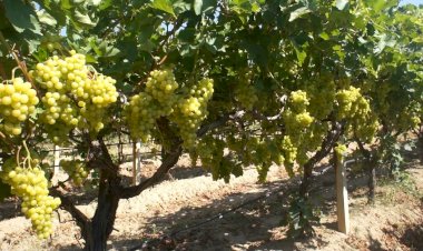 Diyabet hastalarının gözdesi Superior Seedless Çeşidi Sofralık Üzüm ihracat yolcusu
