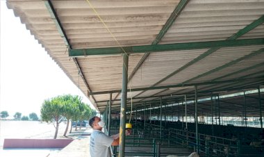 Canlı Hayvan Borsası’nda Kurban Bayramı Seferberliği
