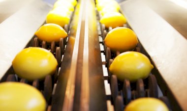 Mandalina rekoltesi artacak, portakalda düşüş olacak