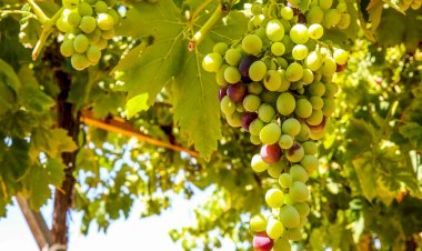 Buca’nın üzümleri sofralara bereket olacak