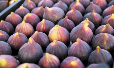 Siyah incir ihracatı 30 Temmuz’da başlıyor