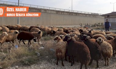 Kurbana korona etkisi: Satışlar arttı