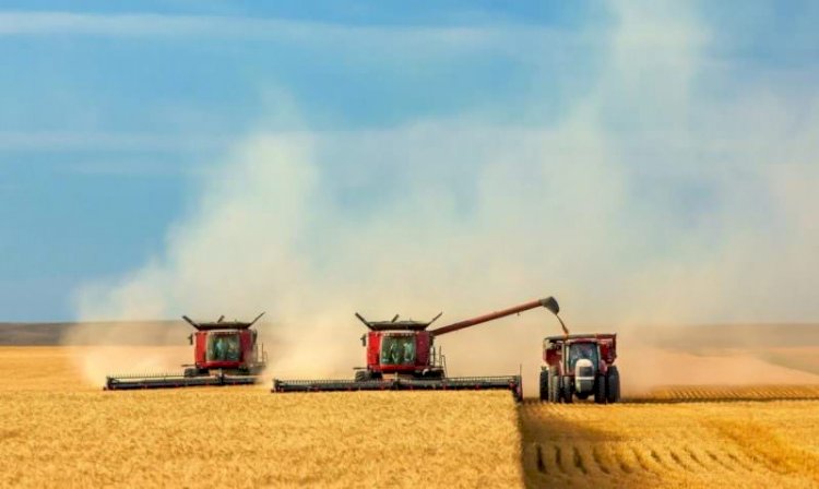 Ukrayna’da hasat başladı: 6.3 milyon ton tahıl şimdiden hasat edildi