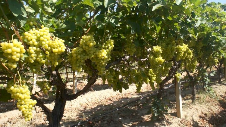 Diyabet hastalarının gözdesi Superior Seedless Çeşidi Sofralık Üzüm ihracat yolcusu