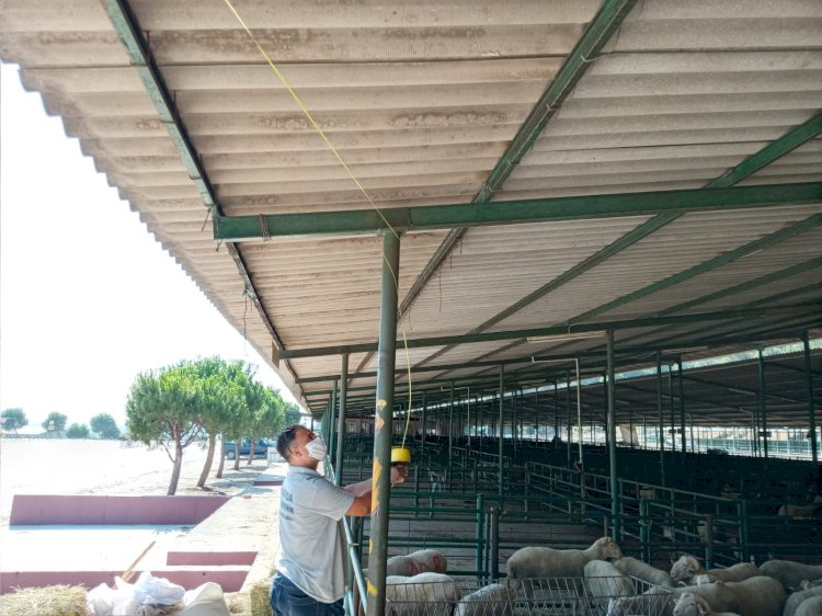 Canlı Hayvan Borsası’nda Kurban Bayramı Seferberliği
