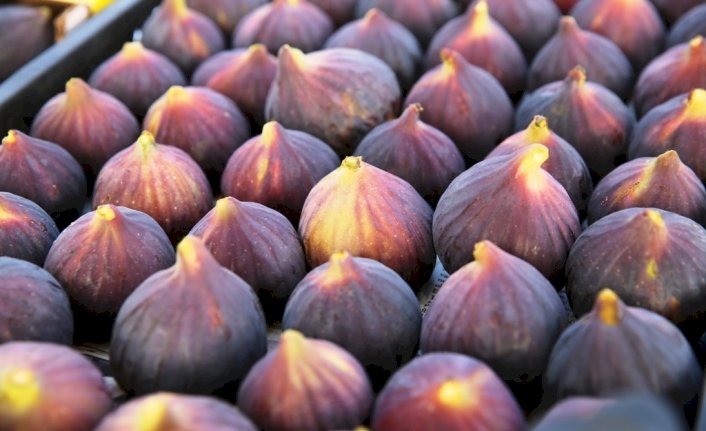 Siyah incir ihracatı 30 Temmuz’da başlıyor