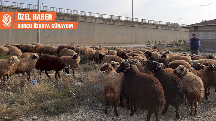 Kurbana korona etkisi: Satışlar arttı