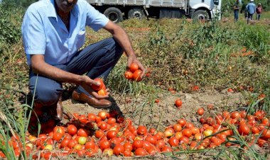 Fabrikalar fiyatı 35 kuruşa çekti! Domates tarlada çürümeye kaldı