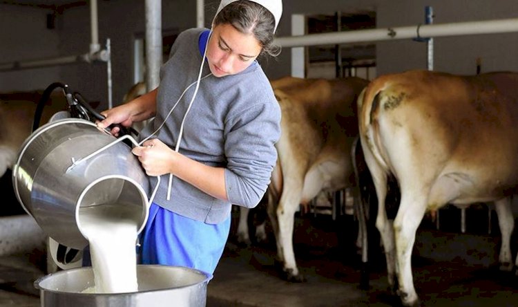 Süt üreticisi zorda