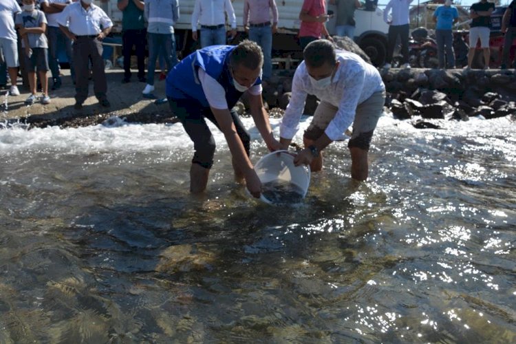 Dikili’de Yavru Balıklar Denizle Buluştu