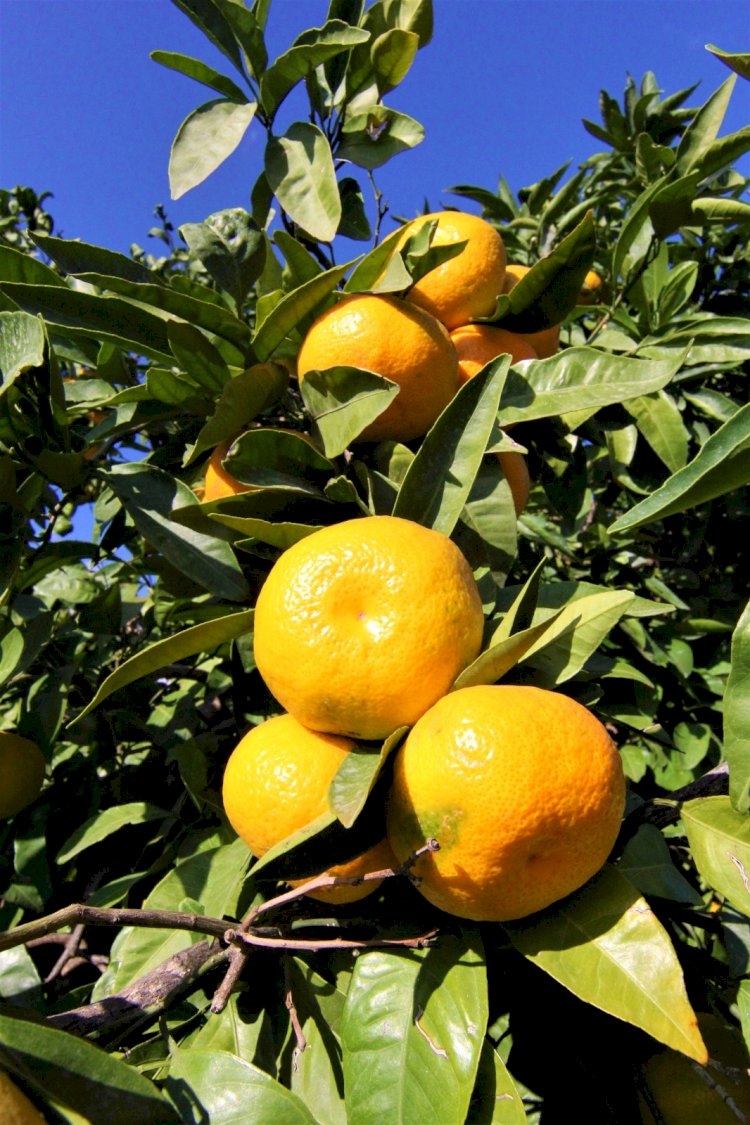 Mandalinanın Kalbi Tescillendi