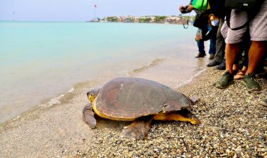 DİDİM’DE CARETTAN CARETTA KAPLUMBAĞASI, DENİZE BIRAKILDI.