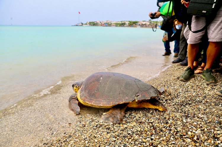 DİDİM’DE CARETTAN CARETTA KAPLUMBAĞASI, DENİZE BIRAKILDI.