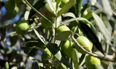 İYİ Partili Eryılmaz, zeytin üreticilerinin sorunlarını yerinde dinledi