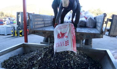 FOÇADA ZEYTİN HASADI VE SIKIMI BAŞLADI