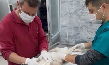 Erdek’te ezilen köpeği BBB tedavi ediyor