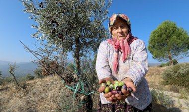 Yabani Zeytin Ağaçları Ekonomiye Kazandırılıyor