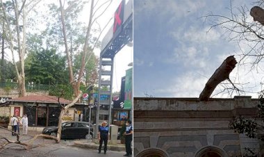 ÇIRAĞAN VE DOLMABAHÇE’DEKİ ÇINARLAR YENİLENİYOR