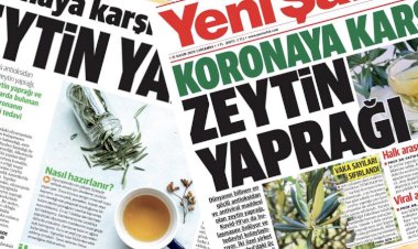 Yeni Şafak gazetesi Koronavirüs'ün ilacını buldu; zeytin yaprağı çayı!