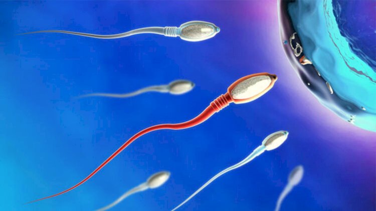 COVID-19 spermleri olumsuz etkileyebilir