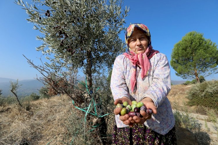 Yabani Zeytin Ağaçları Ekonomiye Kazandırılıyor