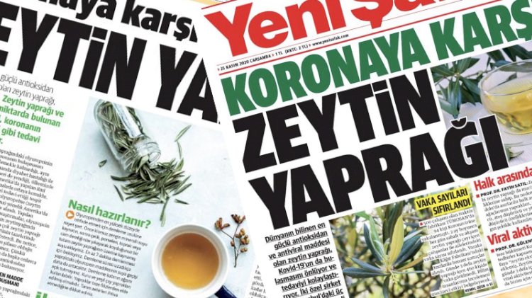 Yeni Şafak gazetesi Koronavirüs'ün ilacını buldu; zeytin yaprağı çayı!