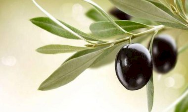 Zeytin Yaprağı Çayı Nasıl Yapılır? Zeytin Yaprağı Çayının Faydaları Nelerdir? Neye İyi Gelir?