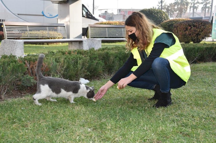 BBB, sokak hayvanlarını  sevgisiz ve mamasız bırakmıyor