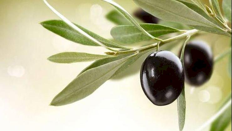 Zeytin Yaprağı Çayı Nasıl Yapılır? Zeytin Yaprağı Çayının Faydaları Nelerdir? Neye İyi Gelir?