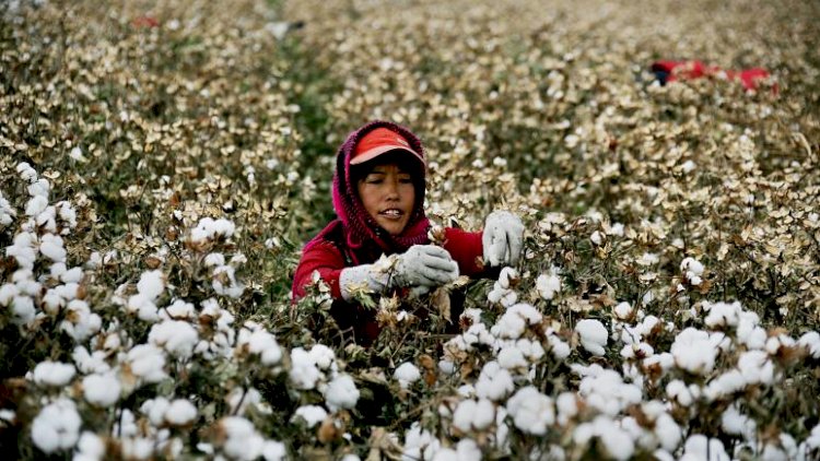 Rapor: Çin, 570 bin Uygur Türkünü pamuk tarlalarında 'modern köle' olarak çalıştırdı