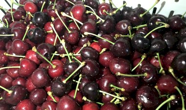 Gıda Güvenliği için dev adım ‘Kullandığımız Pestisitleri Biliyoruz’ projesi