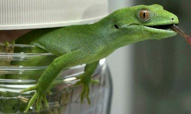Rüyada kertenkele görmek ne anlama gelir?